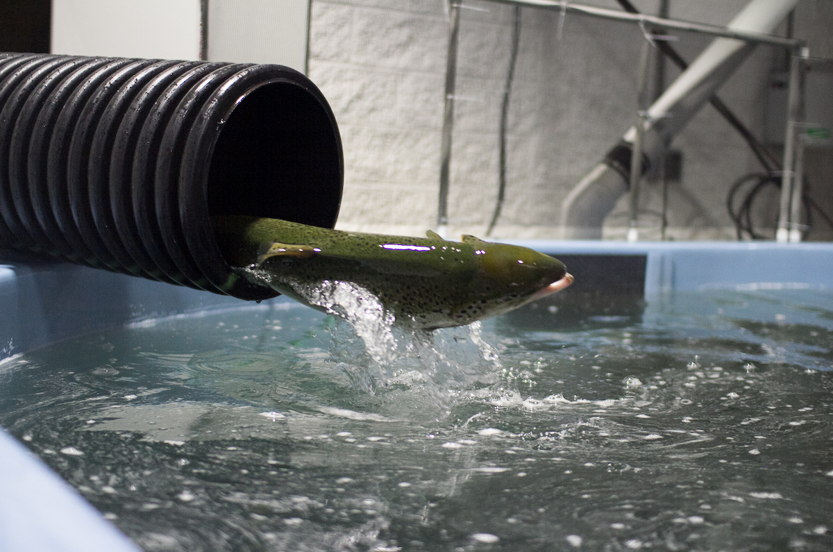 The purge Mitigating offflavor issues RASTECH MagazineRASTECH Magazine