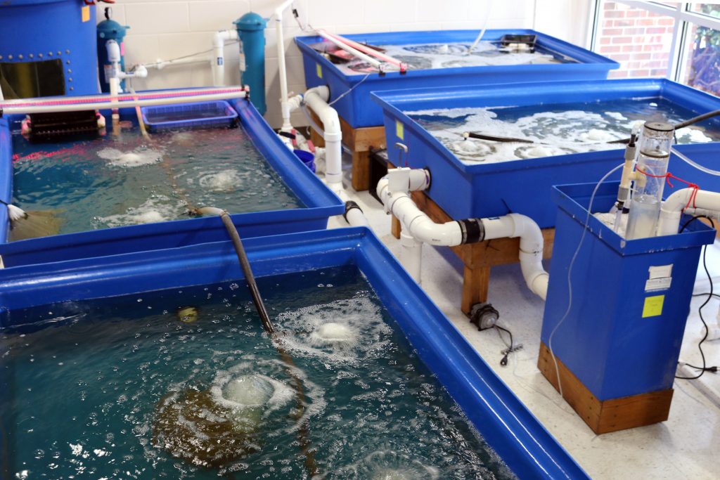 RAS key to horseshoe crab aquaculture for sustainably sourced medical resource RASTECH