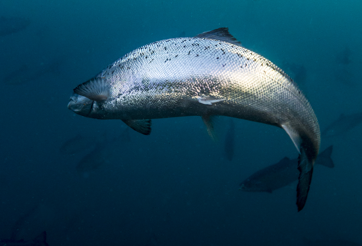Fish growth exceeds expectations says Andfjord Salmon - RASTECH Magazine