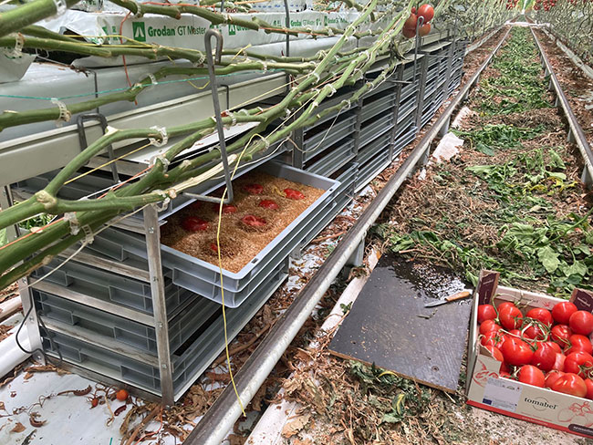 fig.3-tomatoes-fed-to-mealworms-grown-in-trays-beneath-the-tomato-culture