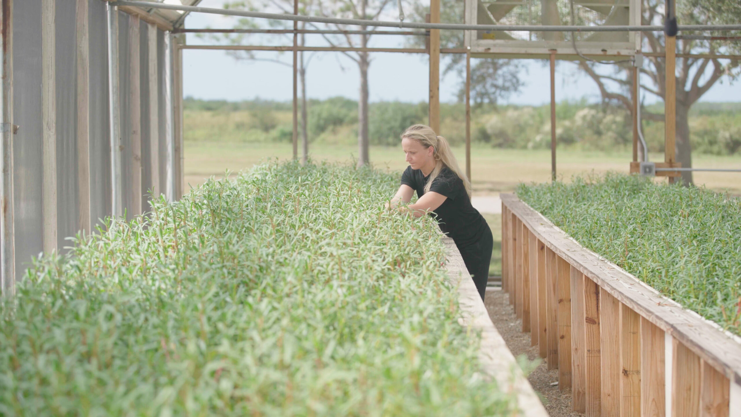 RedFishIsland_purslane_wide